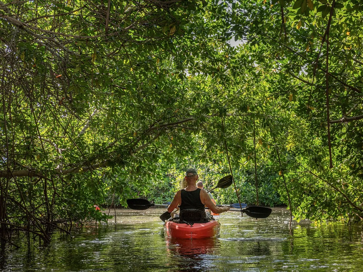 Kayak entre manglares